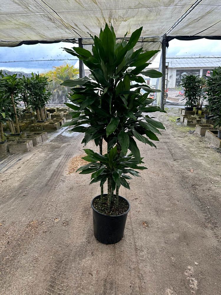 dracaena-jc-lind-dracaena-janet-lind