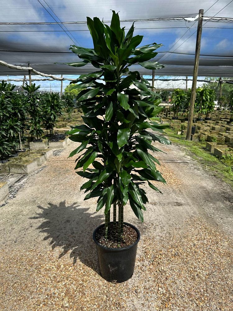 dracaena-jc-lind-dracaena-janet-lind