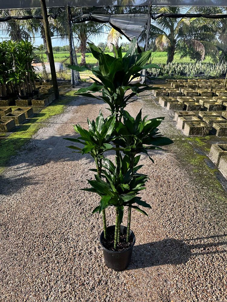 dracaena-jc-lind-dracaena-janet-lind