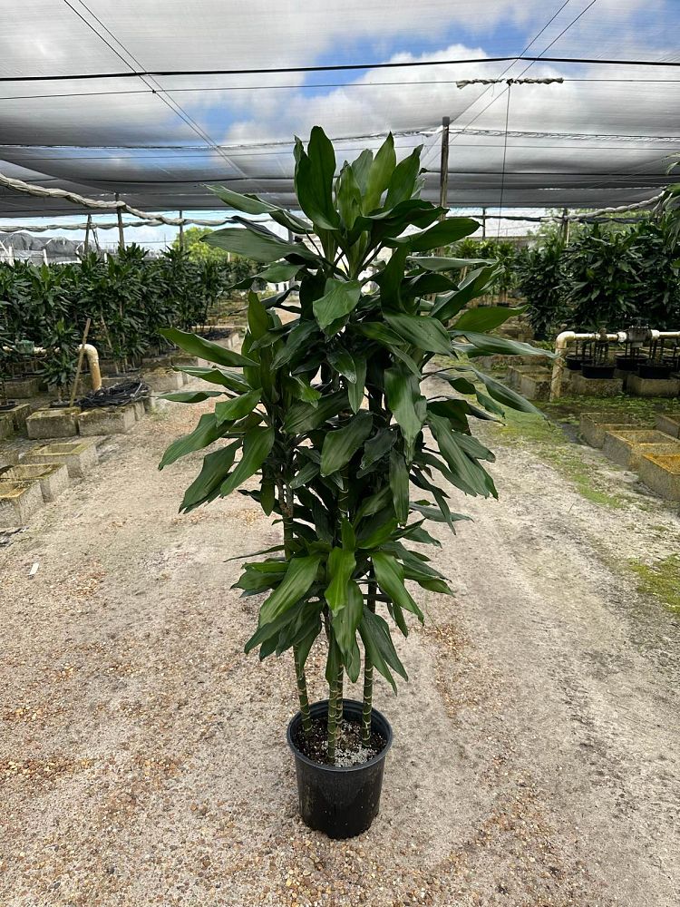 dracaena-jc-lind-dracaena-janet-lind