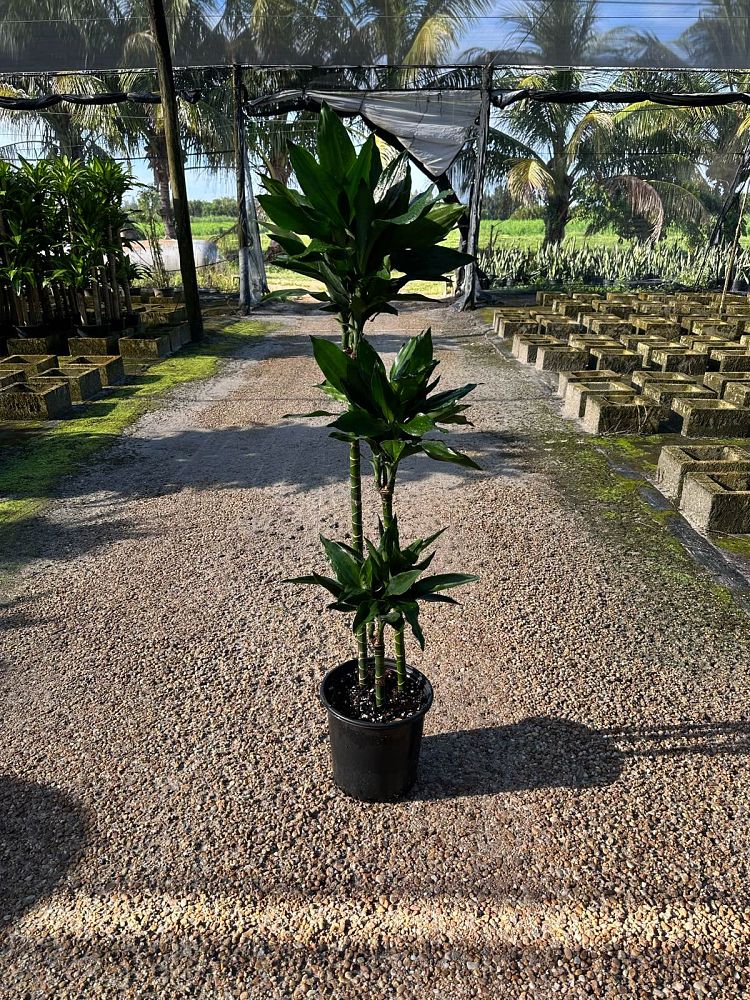 dracaena-jc-lind-dracaena-janet-lind
