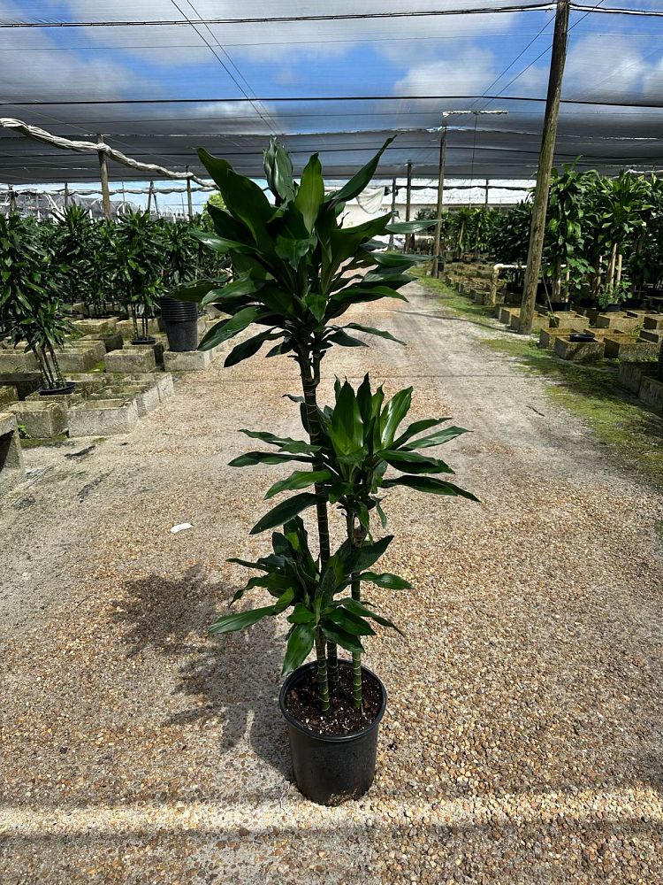 dracaena-jc-lind-dracaena-janet-lind