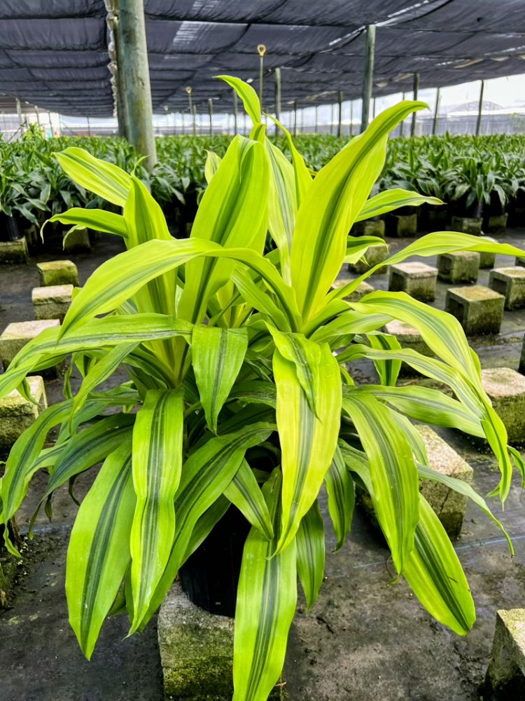 dracaena-kristi