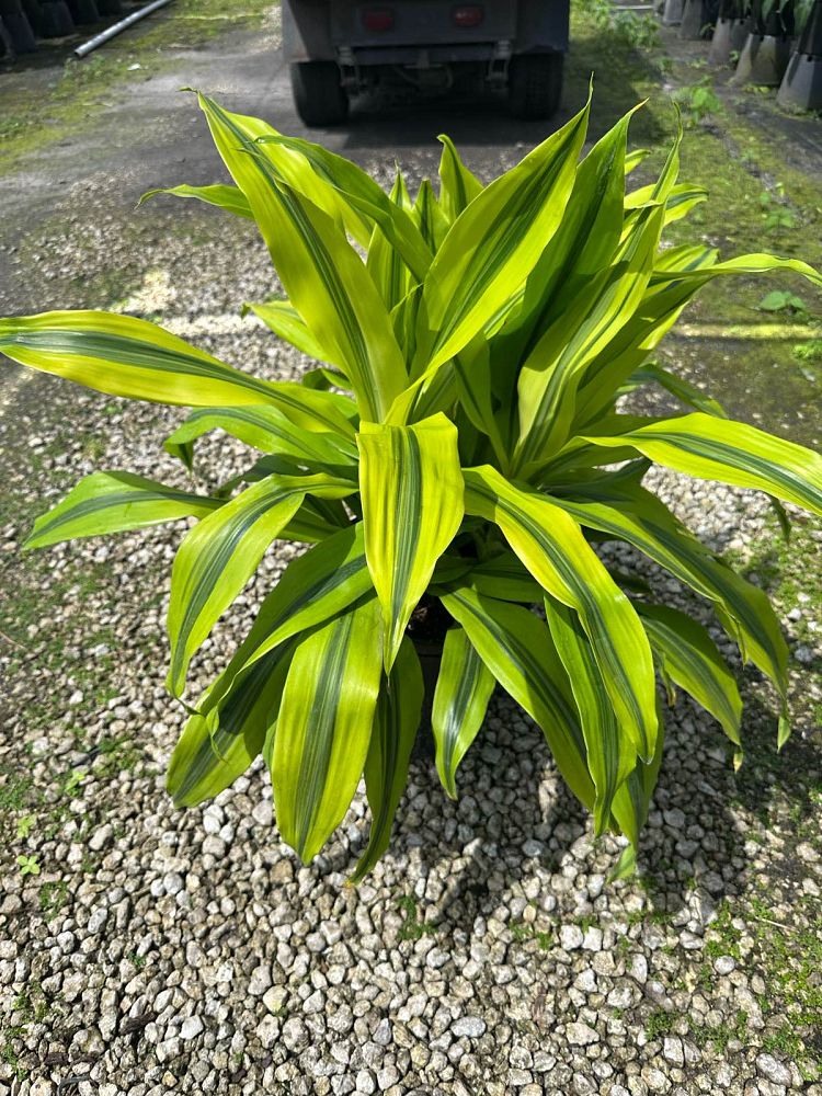 dracaena-kristi