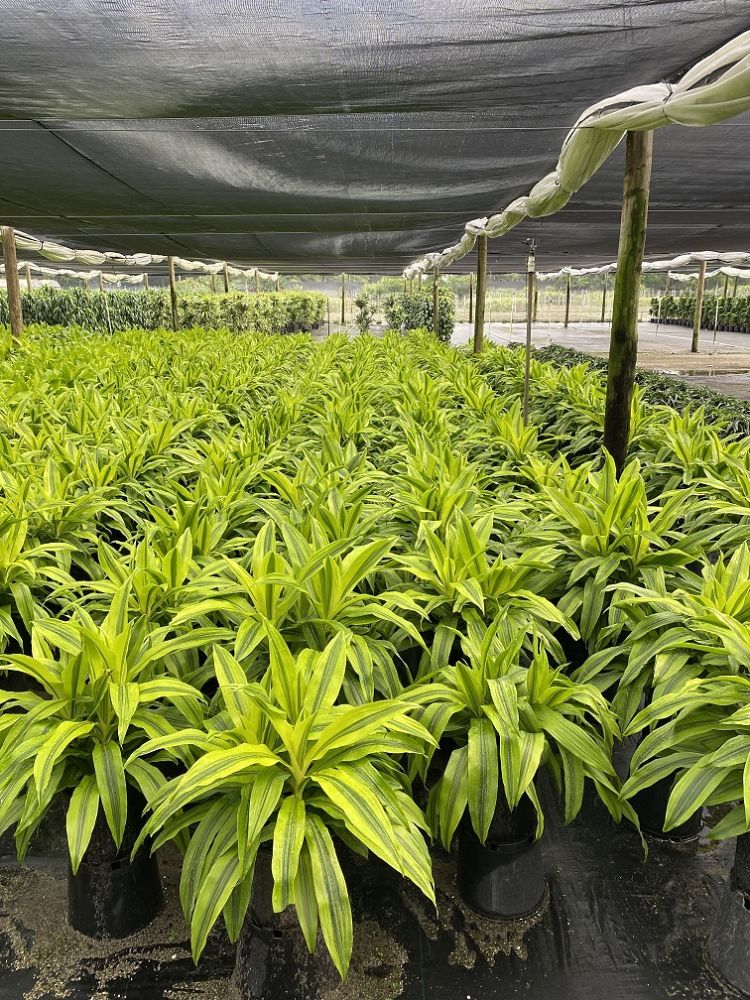 dracaena-kristi