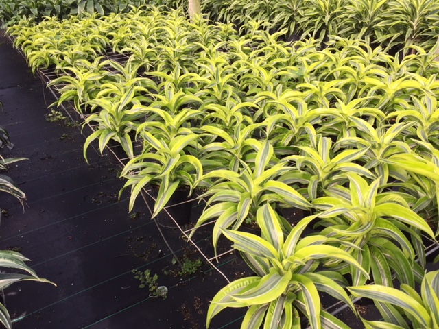 dracaena-lemon-surprise