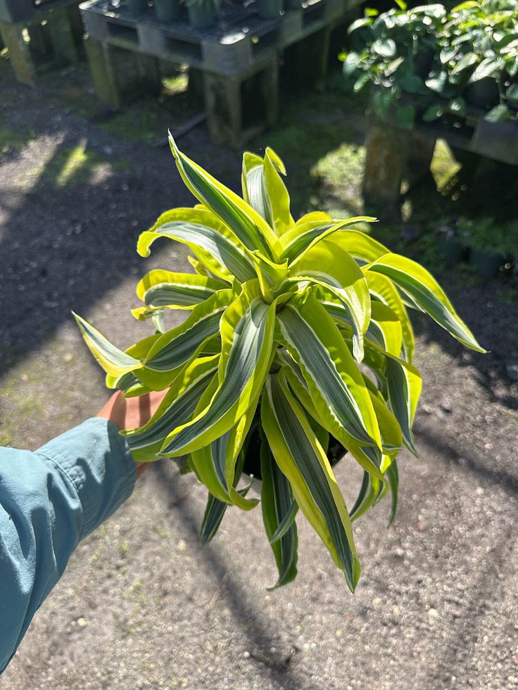 dracaena-lemon-surprise