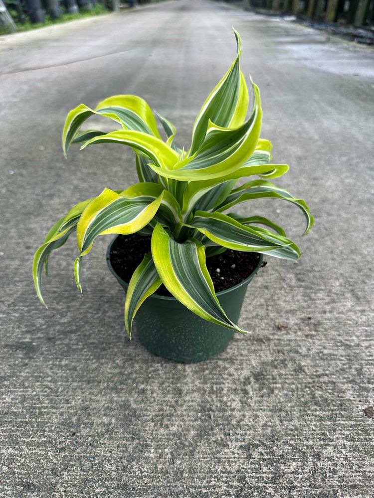 dracaena-lemon-surprise