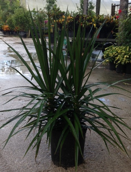 dracaena-marginata-bicolor-madagascar-dragon-tree