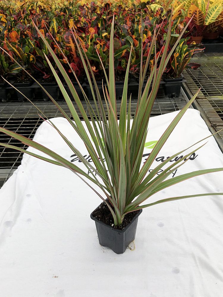 dracaena-marginata-bicolor-madagascar-dragon-tree