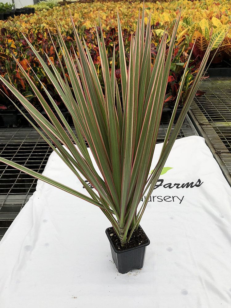dracaena-marginata-bicolor-madagascar-dragon-tree
