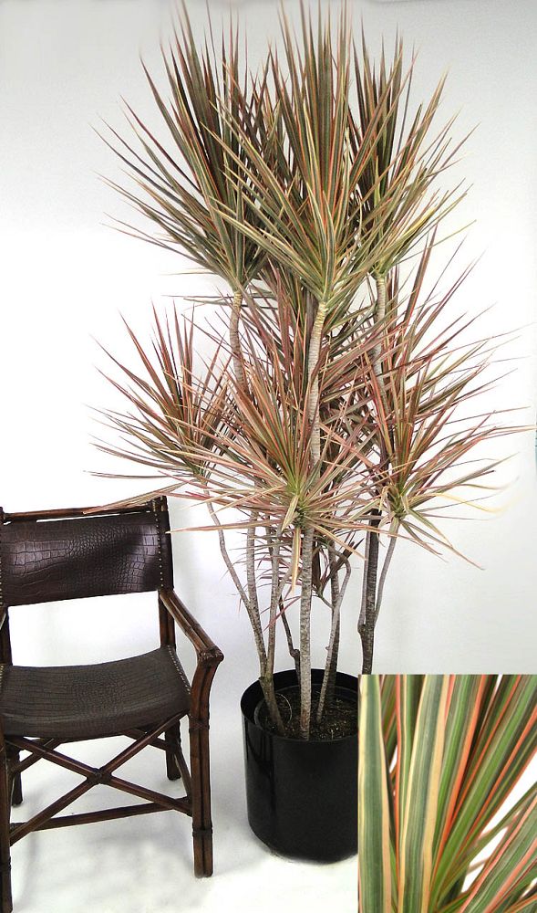 dracaena-marginata-bicolor-madagascar-dragon-tree