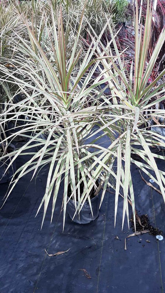 dracaena-marginata-bicolor-madagascar-dragon-tree