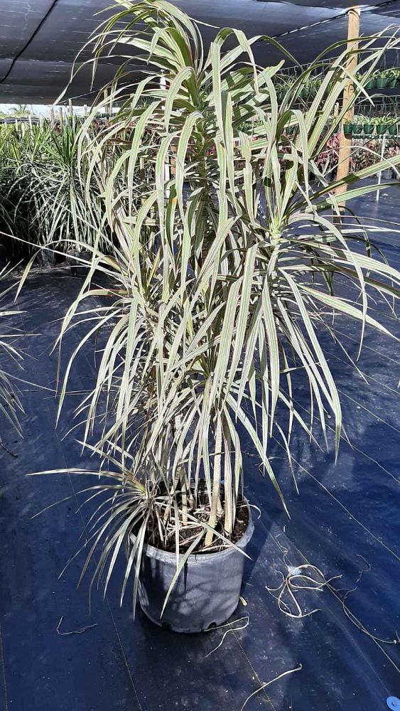 dracaena-marginata-bicolor-madagascar-dragon-tree