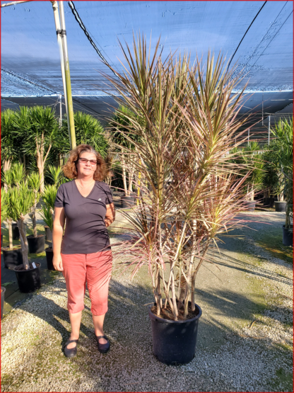 dracaena-marginata-bicolor-madagascar-dragon-tree