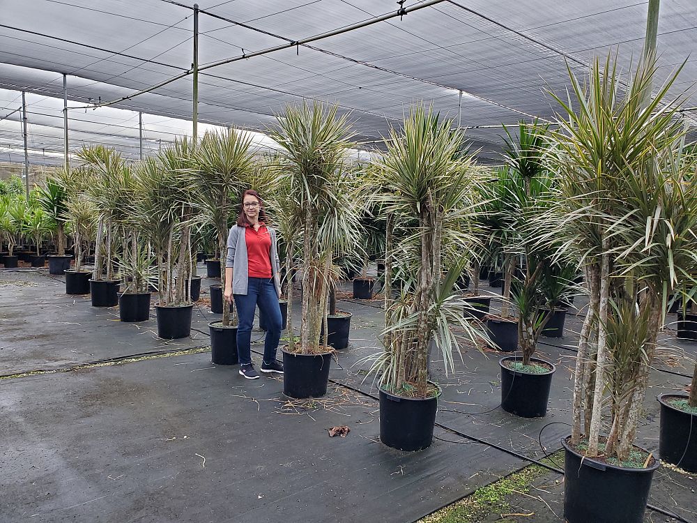 dracaena-marginata-bicolor-madagascar-dragon-tree