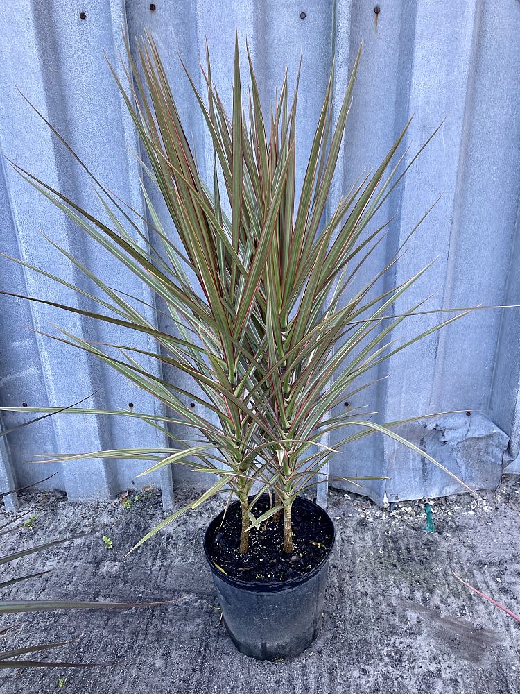 dracaena-marginata-bicolor-madagascar-dragon-tree