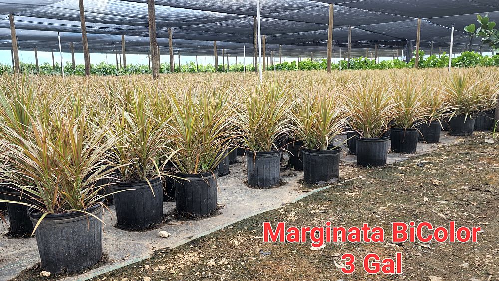 dracaena-marginata-bicolor-madagascar-dragon-tree