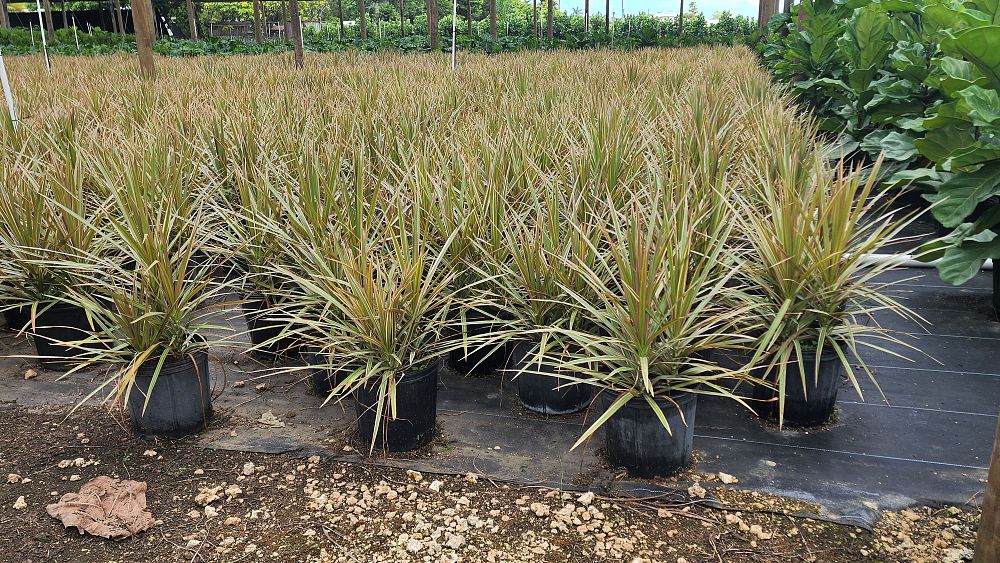 dracaena-marginata-bicolor-madagascar-dragon-tree