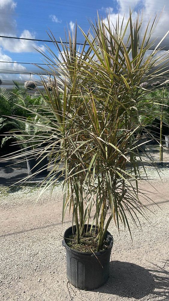 dracaena-marginata-bicolor-madagascar-dragon-tree
