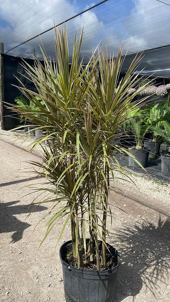 dracaena-marginata-bicolor-madagascar-dragon-tree