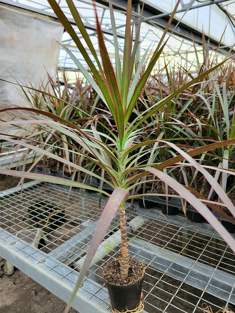 dracaena-marginata-bicolor-madagascar-dragon-tree