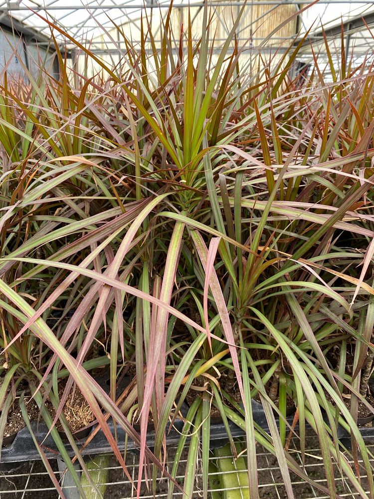 dracaena-marginata-bicolor-madagascar-dragon-tree