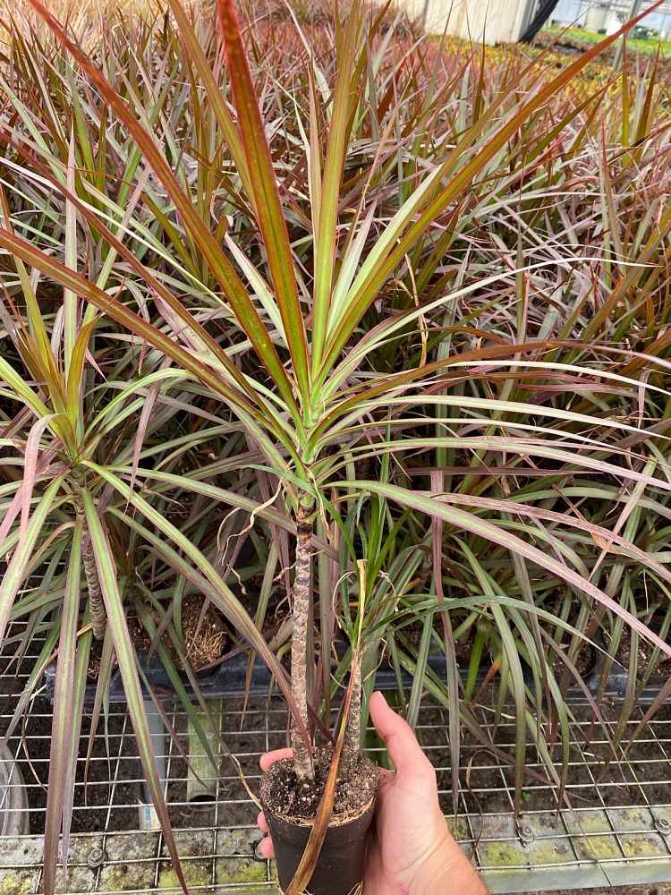 dracaena-marginata-bicolor-madagascar-dragon-tree