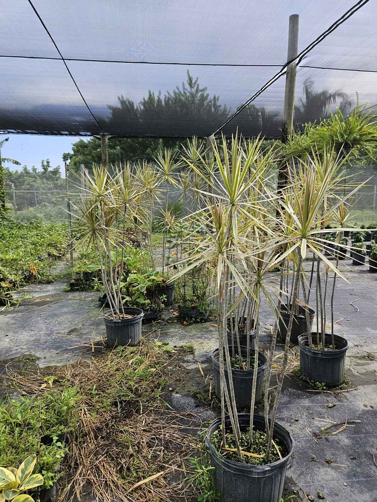 dracaena-marginata-bicolor-madagascar-dragon-tree