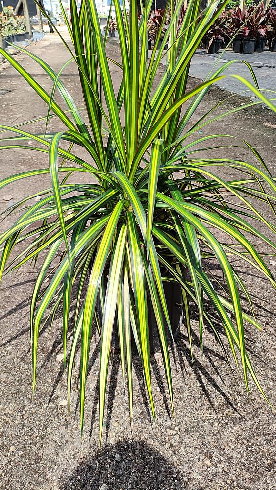 dracaena-marginata-bicolor-madagascar-dragon-tree