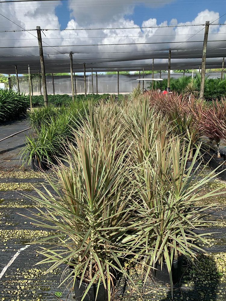 dracaena-marginata-bicolor-madagascar-dragon-tree