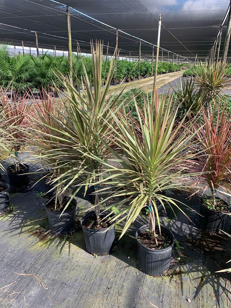 dracaena-marginata-bicolor-madagascar-dragon-tree