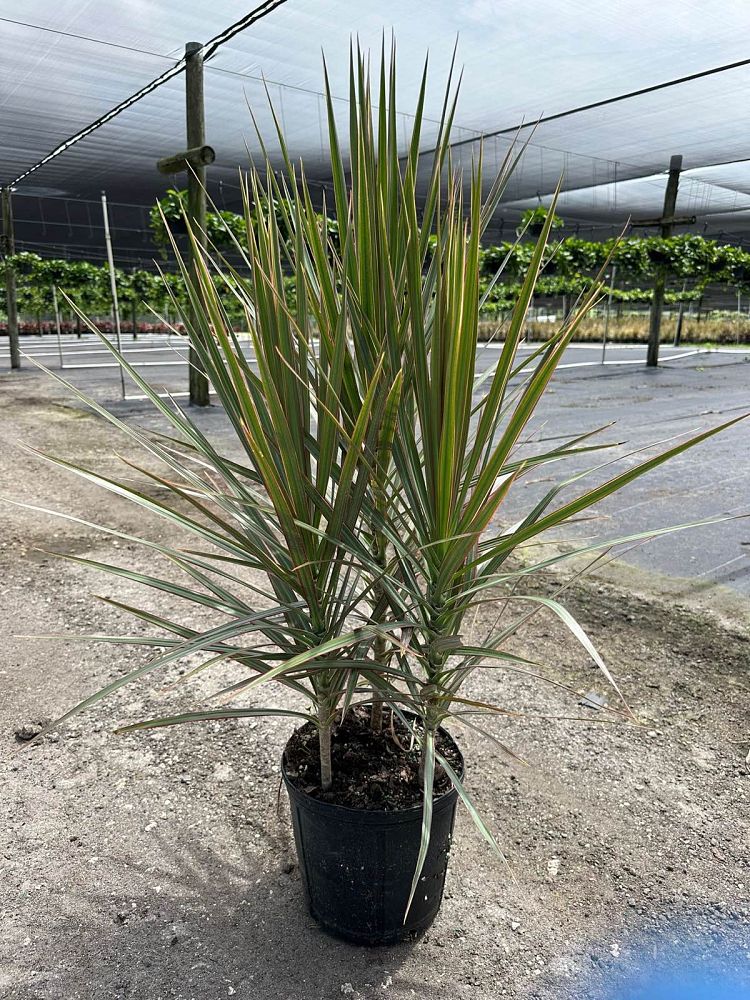 dracaena-marginata-bicolor-madagascar-dragon-tree