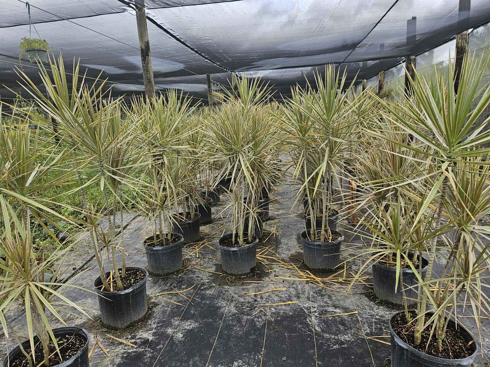 dracaena-marginata-bicolor-madagascar-dragon-tree