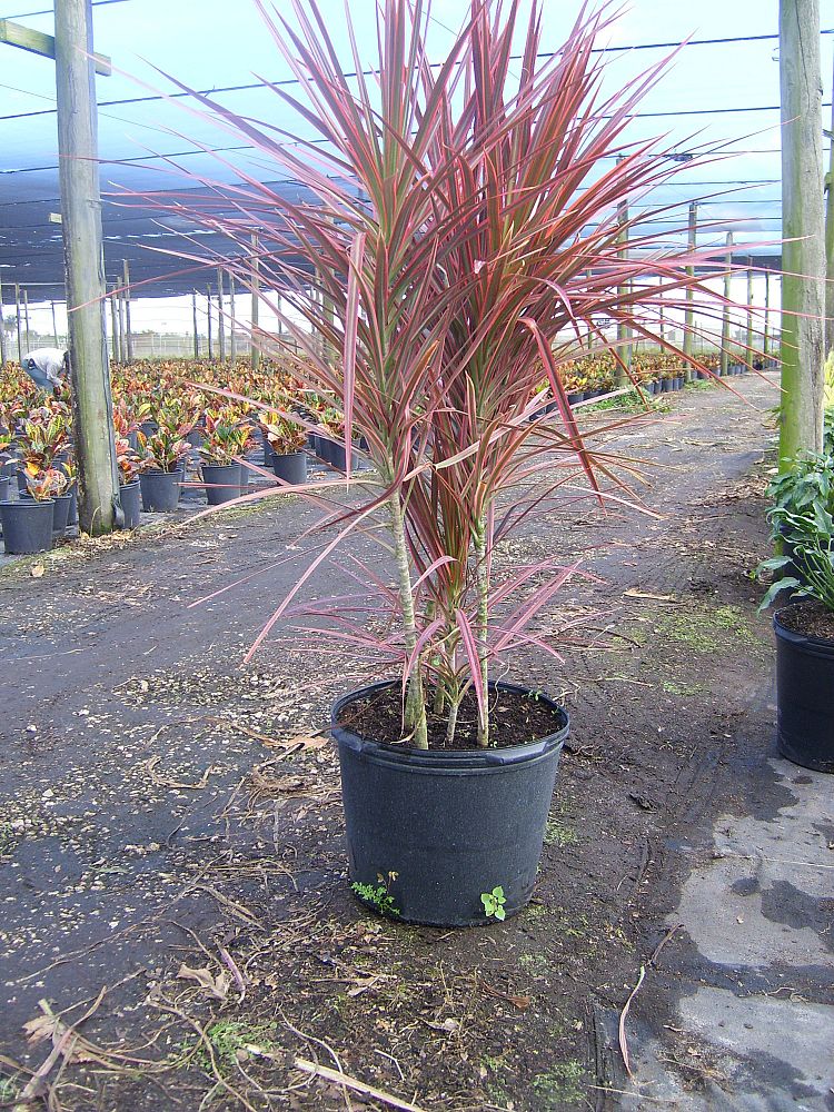 Dracaena Colorama Foliage plants, Plants, Exotic plants