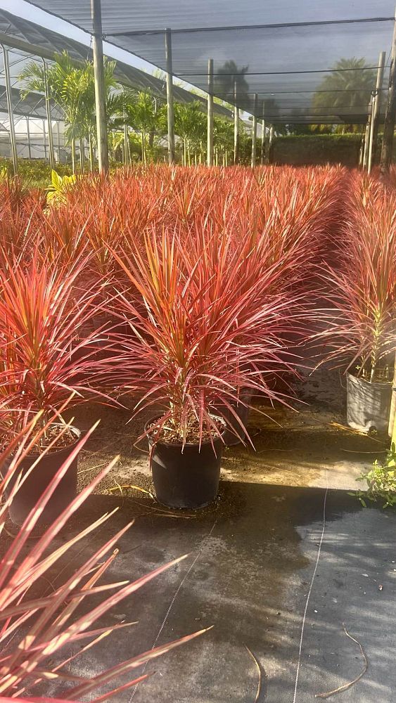 dracaena-marginata-colorama-madagascar-dragon-tree