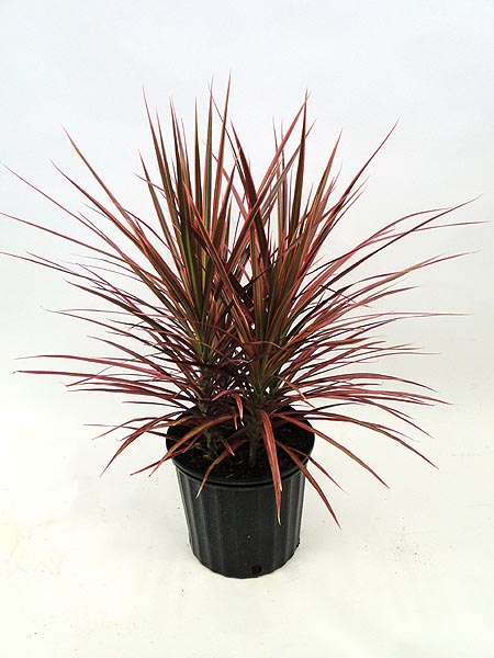 dracaena-marginata-colorama-madagascar-dragon-tree