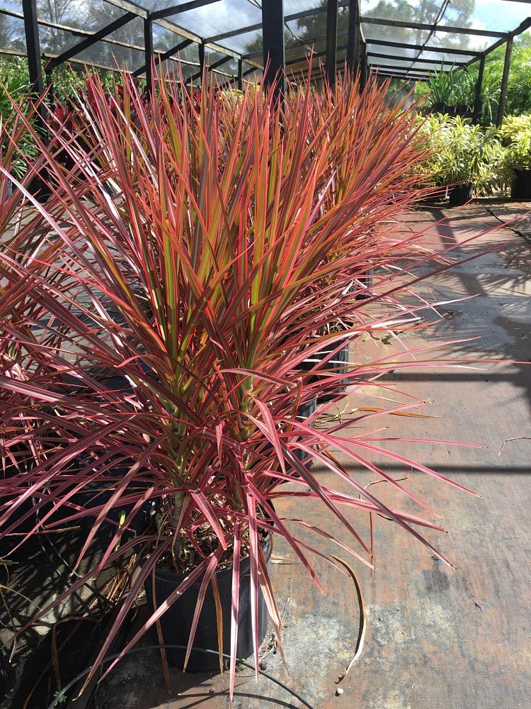 dracaena-marginata-colorama-madagascar-dragon-tree