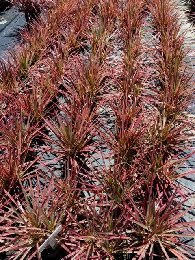 dracaena-marginata-colorama-madagascar-dragon-tree