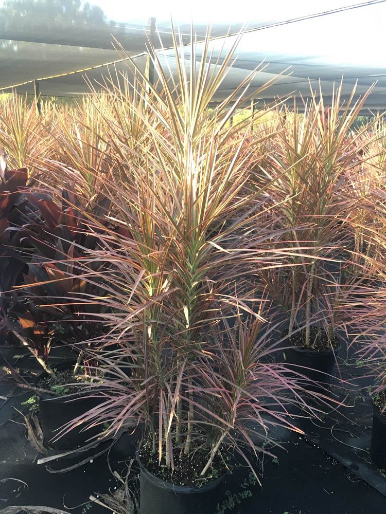dracaena-marginata-colorama-madagascar-dragon-tree