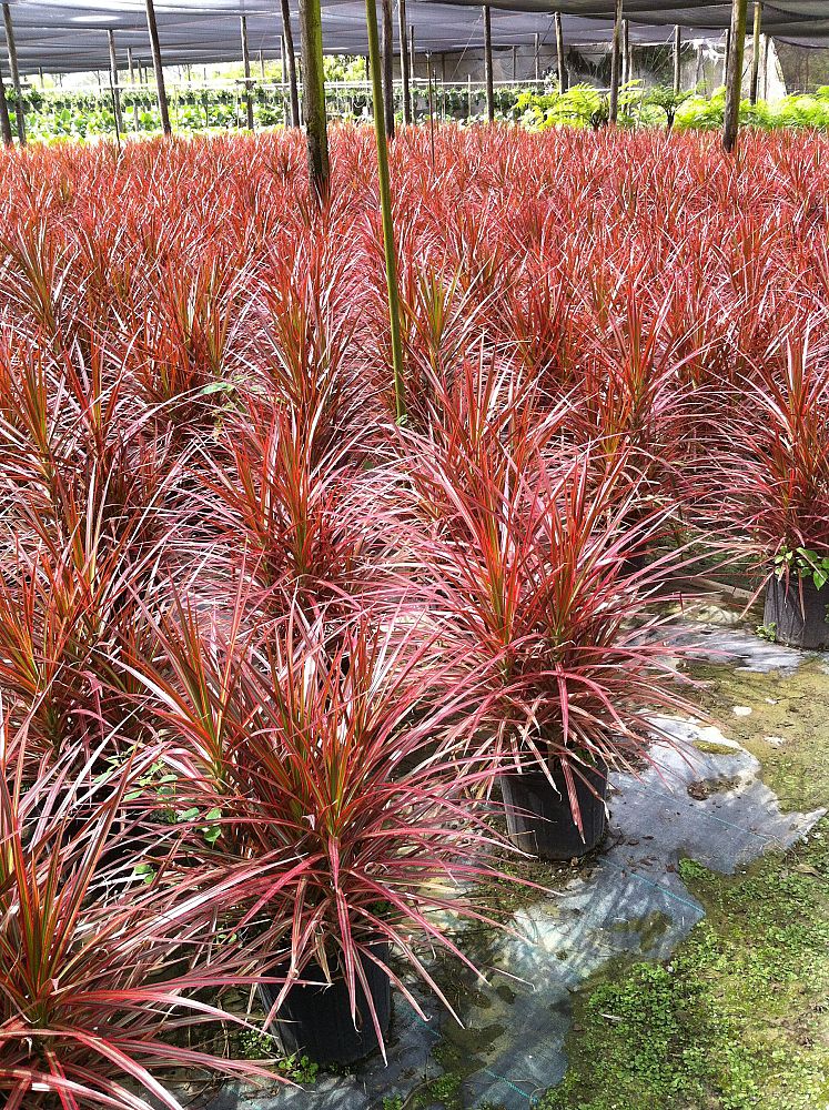 dracaena-marginata-colorama-madagascar-dragon-tree