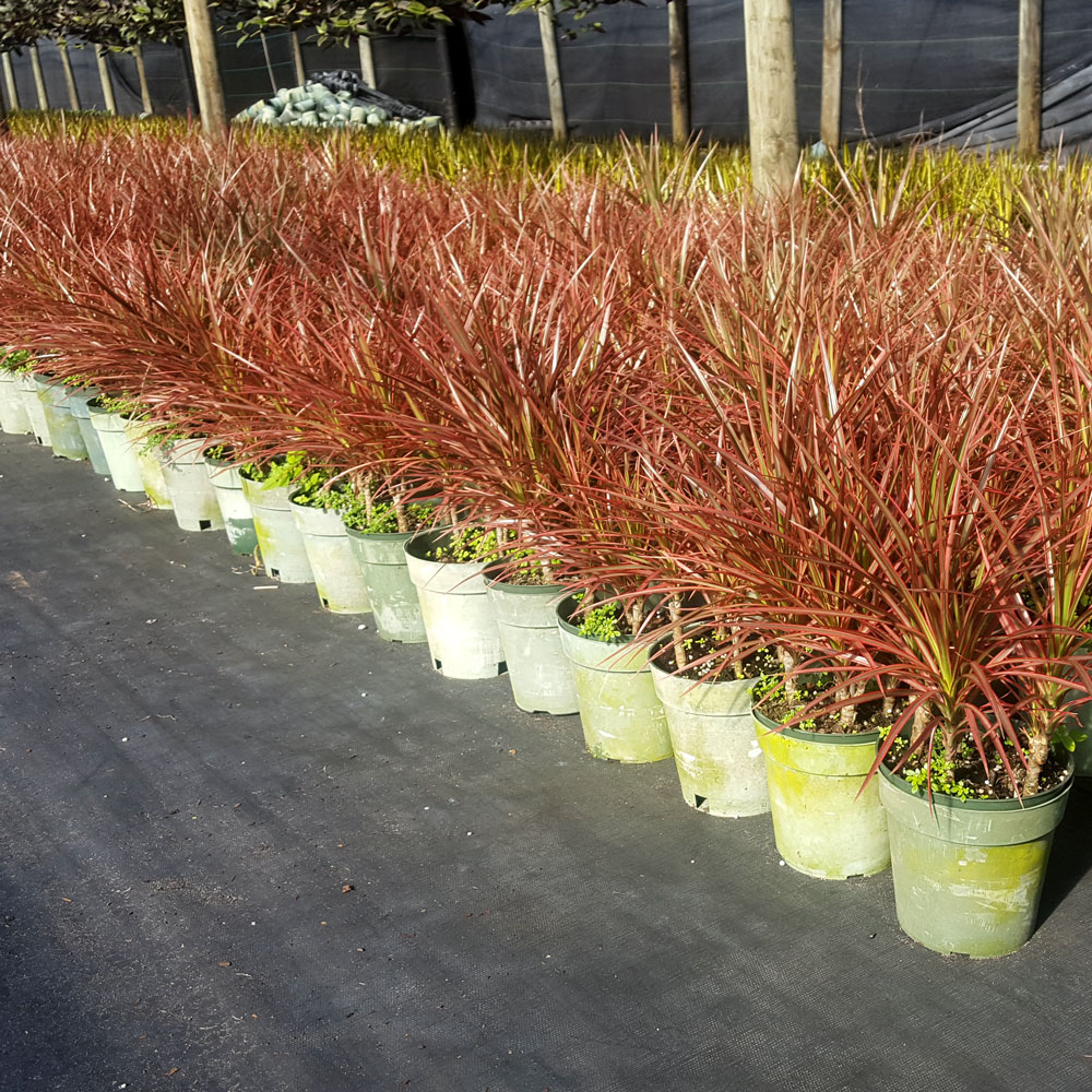 dracaena-marginata-colorama-madagascar-dragon-tree