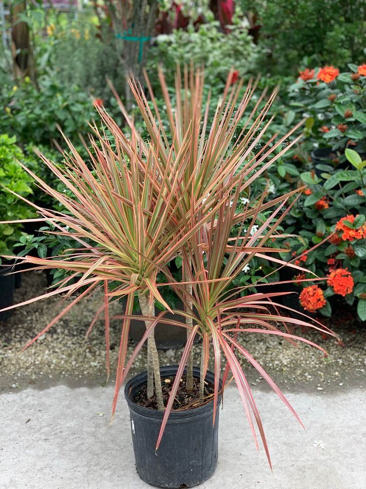 dracaena-marginata-colorama-madagascar-dragon-tree