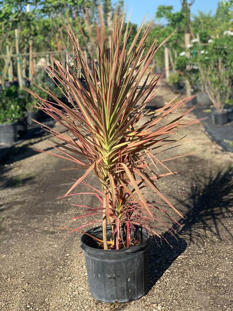 dracaena-marginata-colorama-madagascar-dragon-tree