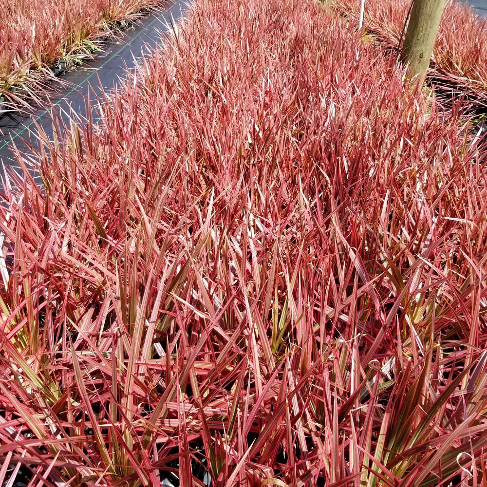 dracaena-marginata-colorama-madagascar-dragon-tree