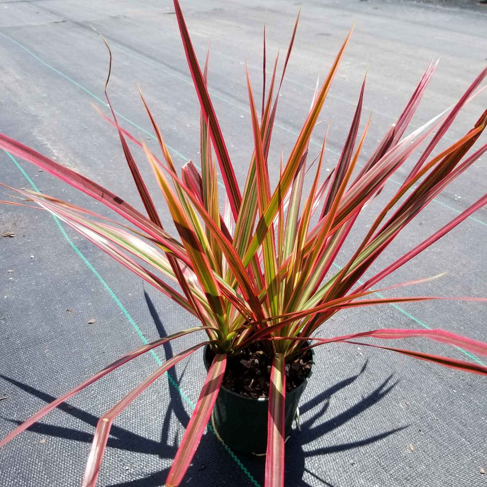dracaena-marginata-colorama-madagascar-dragon-tree