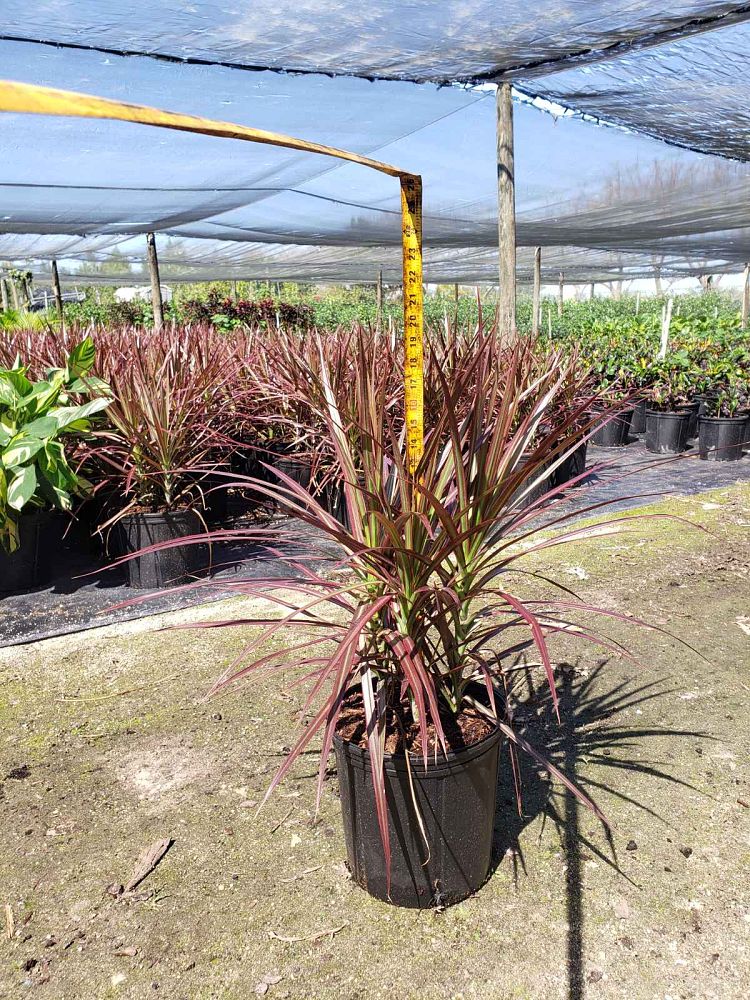 dracaena-marginata-colorama-madagascar-dragon-tree