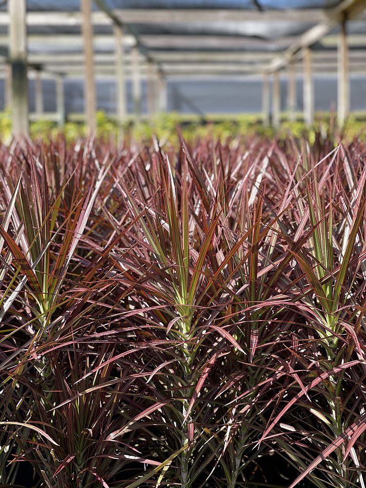 dracaena-marginata-colorama-madagascar-dragon-tree