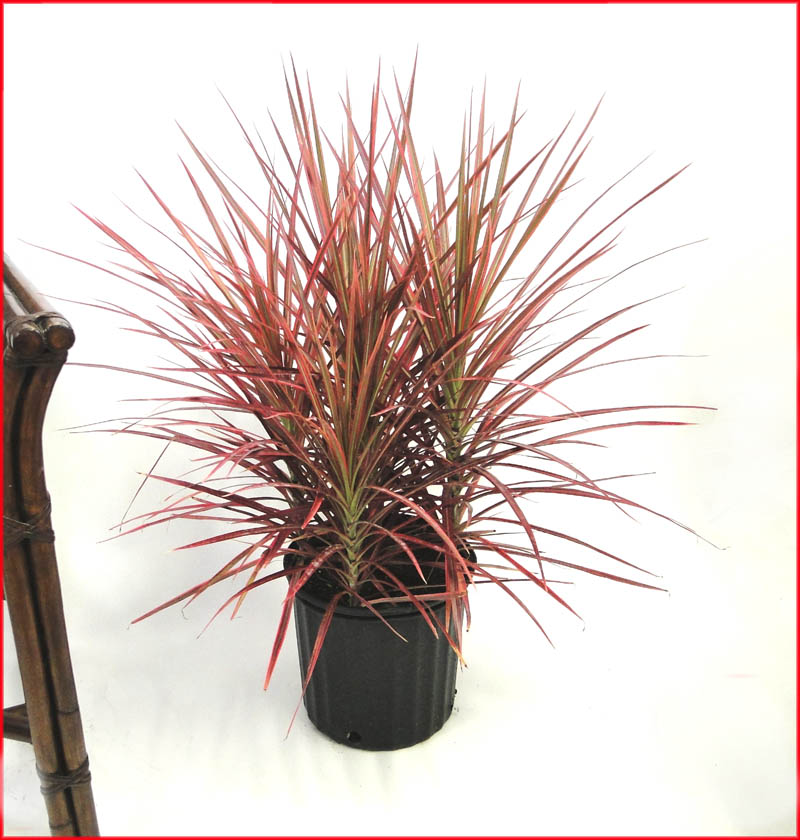 dracaena-marginata-colorama-madagascar-dragon-tree