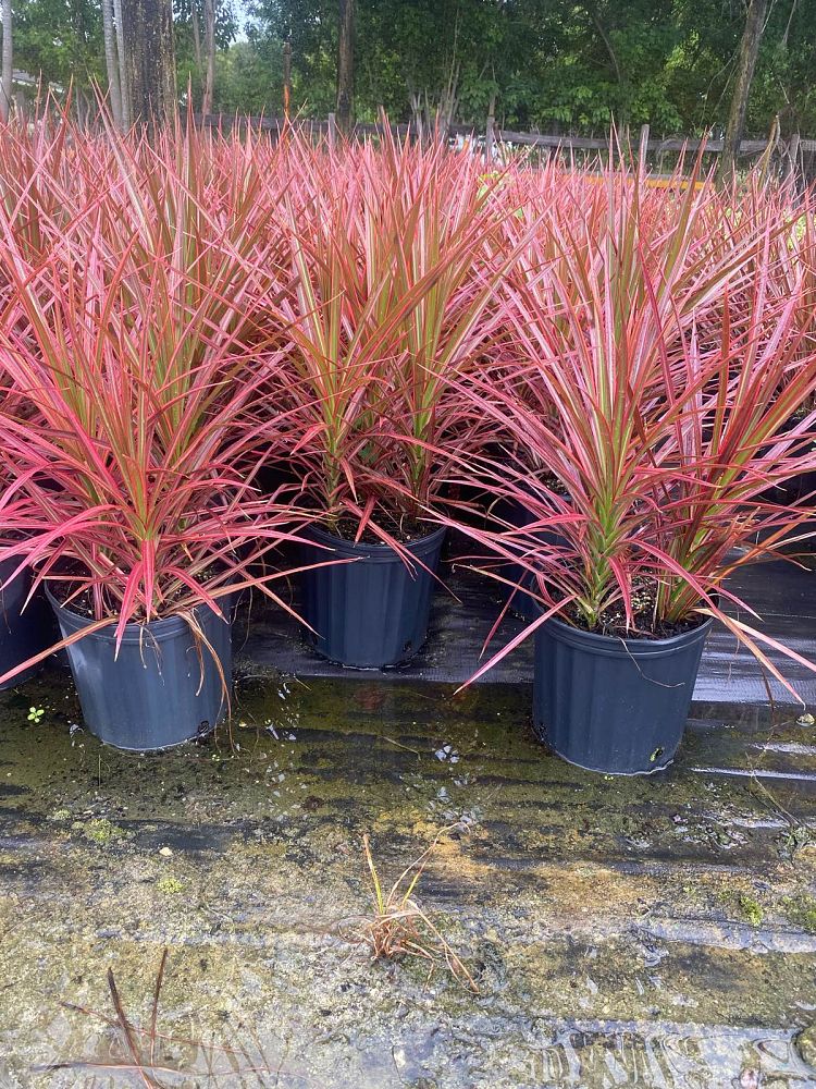 dracaena-marginata-colorama-madagascar-dragon-tree
